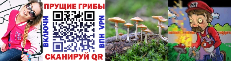 купить   Ишим  Галлюциногенные грибы Psilocybine cubensis 