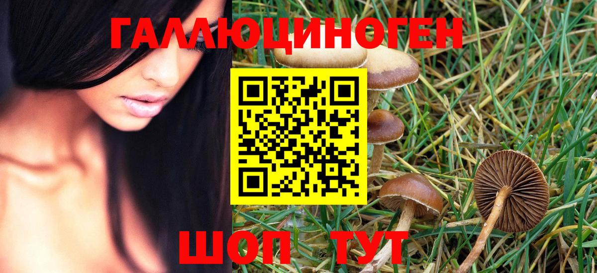 Псилоцибиновые грибы Psilocybine cubensis Ишим